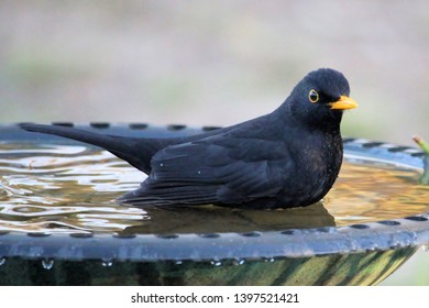 Birds At Birdbath Images Stock Photos Vectors Shutterstock