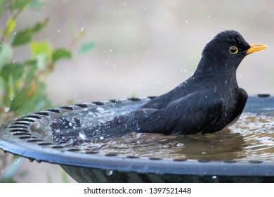 Birds At Birdbath Images Stock Photos Vectors Shutterstock