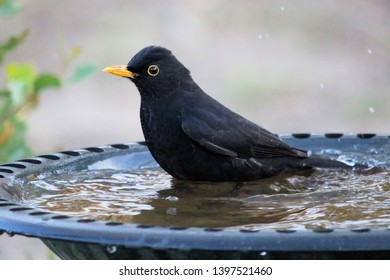 Birds At Birdbath Images Stock Photos Vectors Shutterstock