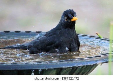 Birds At Birdbath Images Stock Photos Vectors Shutterstock