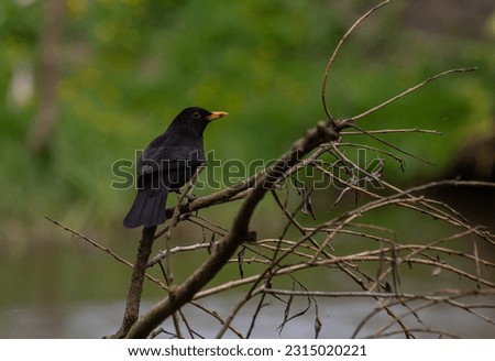 The common blackbird Turdus merula is a relatively large and long-tailed bird, widespread and common, and therefore one of the most popular and well-known birds.Bird perched on branch.