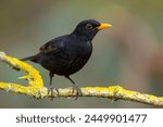 The common blackbird (Turdus merula) is a species of true thrush