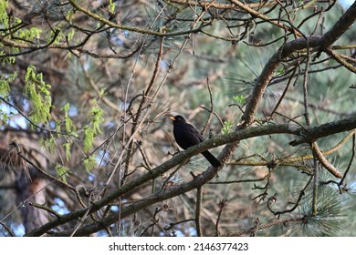The common blackbird (Turdus merula) is a species of true thrush. It is also called the Eurasian blackbird (especially in North America, to distinguish it from the unrelated New World blackbirds)