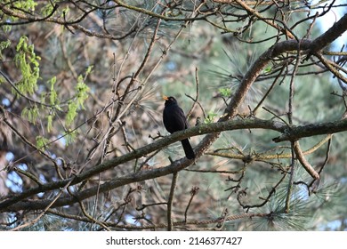 The common blackbird (Turdus merula) is a species of true thrush. It is also called the Eurasian blackbird (especially in North America, to distinguish it from the unrelated New World blackbirds)