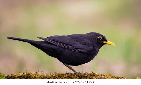 Common blackbird Turdus merula in the wild. - Powered by Shutterstock