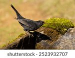 the common blackbird who came for water