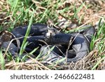 common blacksnake looking at the camera with its tongue out