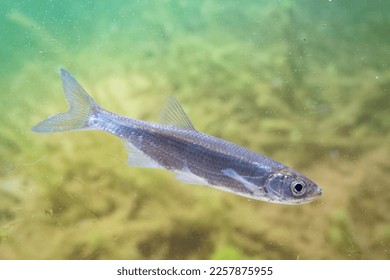 common bleak swimming in the mid water - Shutterstock ID 2257875955