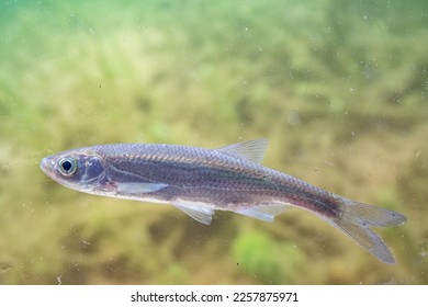 common bleak swimming in the mid water - Shutterstock ID 2257875971