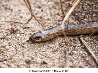 Common blindworm (Anguis fragilis) belongs to amphibians and is becoming less common