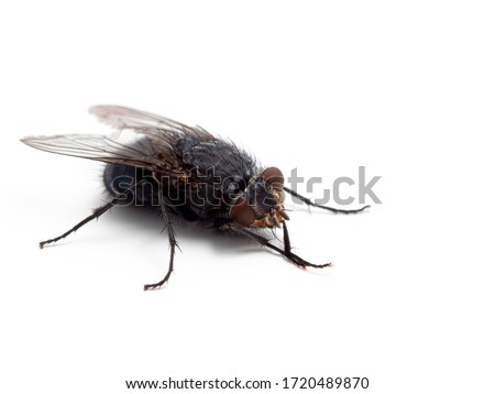 Common blowfly or bottle fly (Calliphora vicina) cleaning its legs and face, isolated. One of the most important fly species for forensic entomology. Photographed in Delta, British Columbia