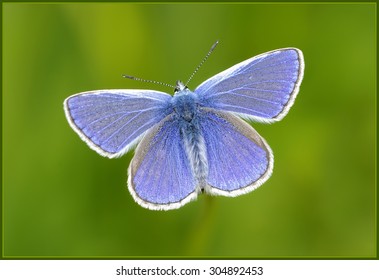 Common Blue