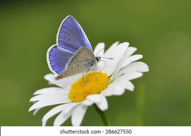 Common Blue Butterfly