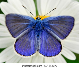 Common Blue Butterfly