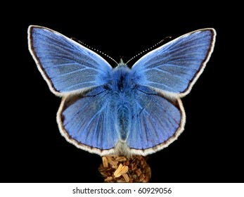 Common Blue Butterfly