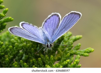 Common Blue Butterfly