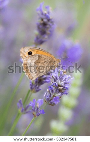 Similar – Ox-eye daisy on flowering lavender