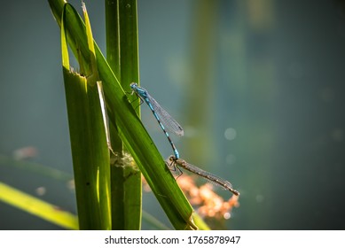 Common Blue Damselflies, Hovering Around Reeds In A Lake In The UK