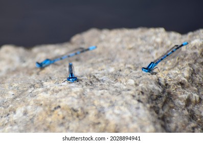 Common Blue Damselflies On Granite, Bodmin Moor, Cornwall, UK