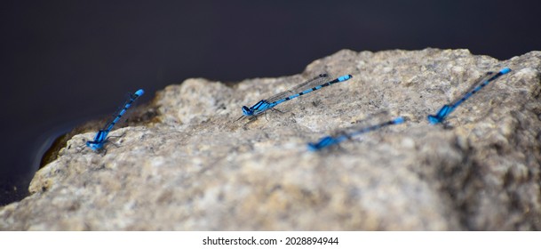 Common Blue Damselflies On Granite, Bodmin Moor, Cornwall, UK