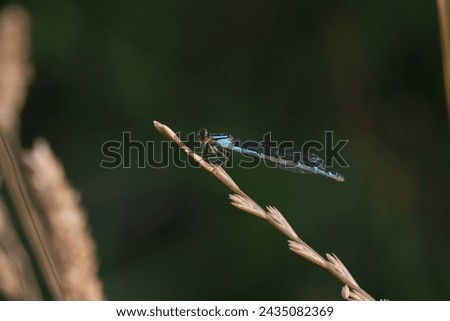 Common Blue Damselfly or Common Bluet (Enallagma cyathigerum) female blue form