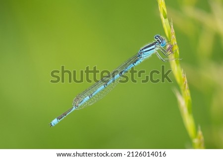 The common blue damselfly, Enallagma cyathigerum
