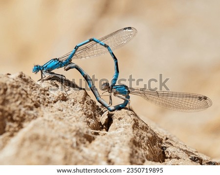 Common Blue Damselfly. Enallagma cyathigerum