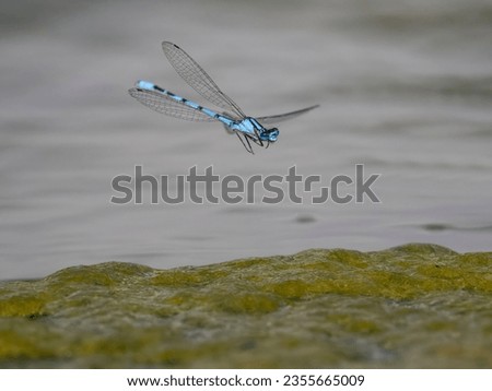 Common blue damselfly, Enallagma cyathigerum, single insect in flight, Warwickshire, August 2023