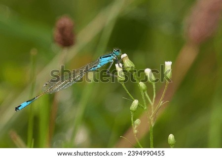 Common blue damselfly,, Enallagma cyathigerum,, on summer meadow, Danubian forest, Slovakia