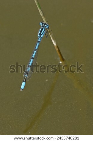 Common Blue Damselfly (Enallagma cyathigerum) adult male at rest on Soft Rush

Eccles-on-Sea, Norfolk, Uk.           June 