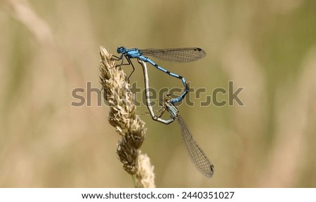 Common Blue Damselfly in mating