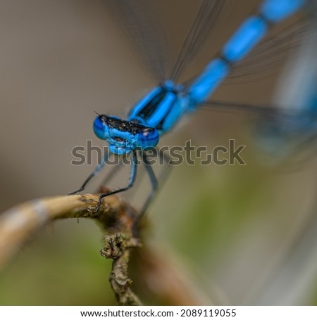 common blue damselfly, or northern bluet (Enallagma cyathigerum) on grass in detail