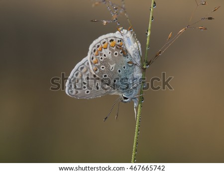  Common Blue with dewdrops / Icarusblauwtje met dauwdruppels Stockfoto © 