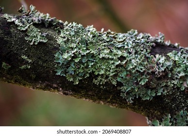 Common blue lichen. blue lichen on a oak branch in the forest. 