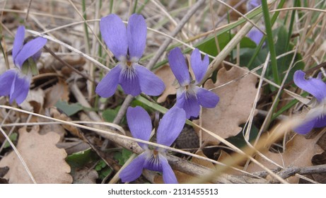 Common Blue Violet .            .