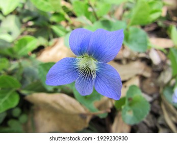 Common Blue Violet Flower Macro Shot 