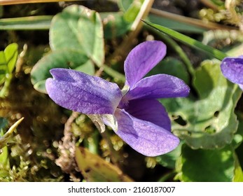 Common Blue Violet In Sunshine