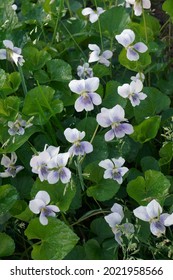 Common Blue Violet (Viola Sororia). 