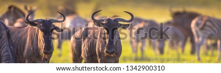 Common Blue Wildebeest or Brindled Gnu (Connochaetes taurinus) herd grazing at sunset in Mooiplaas river bed in bushveld savanna of Kruger national park South Africa with zebra in background