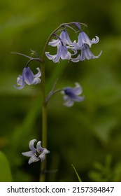 The Common Bluebell Flowers Closeup Shot