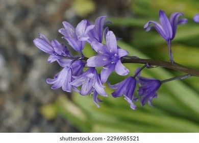Common bluebell Flowers in a park - Shutterstock ID 2296985521