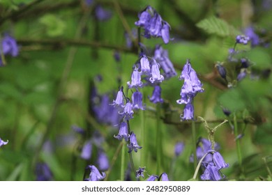 Common Bluebell - Hyacinthoides non-scripta within English Woodland in Spring
