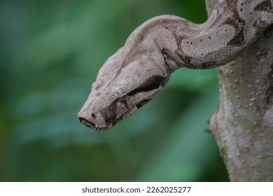 Common Boa (Boa constrictor) in the tree