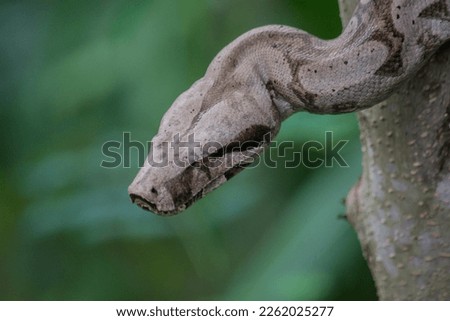 Common Boa (Boa constrictor) in the tree