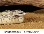 common boa-constrictor