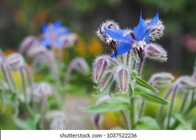 Common Borage (Borago Officinalis)