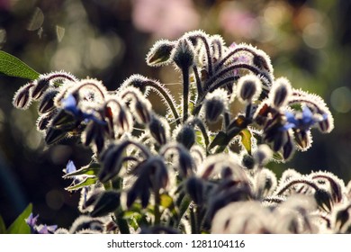 Common Borage Leaves And Flowers