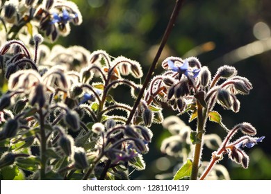 Common Borage Leaves And Flowers