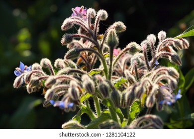 Common Borage Leaves And Flowers