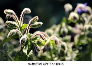 Common Borage Leaves And Flowers